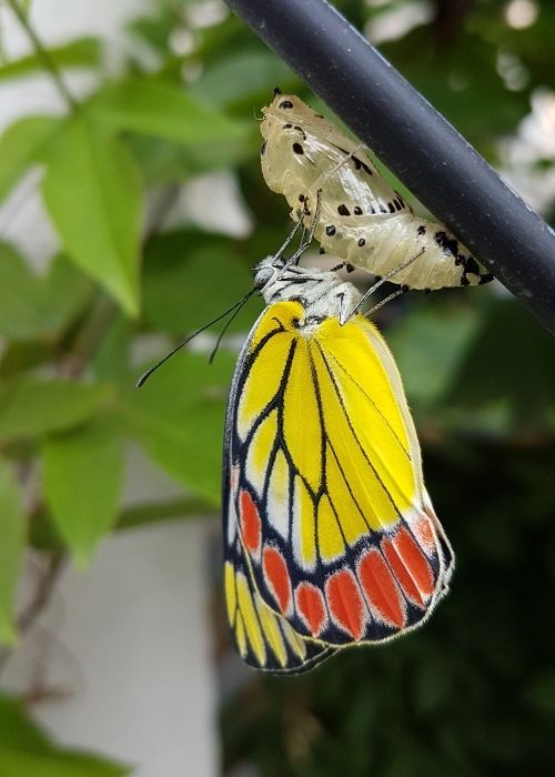 Adriana Terapia Analize Corporal Ribeirão Preto